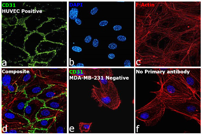 CD31 Antibody