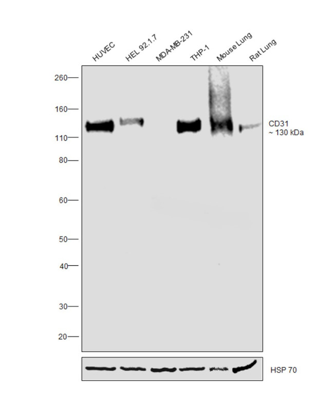 CD31 Antibody