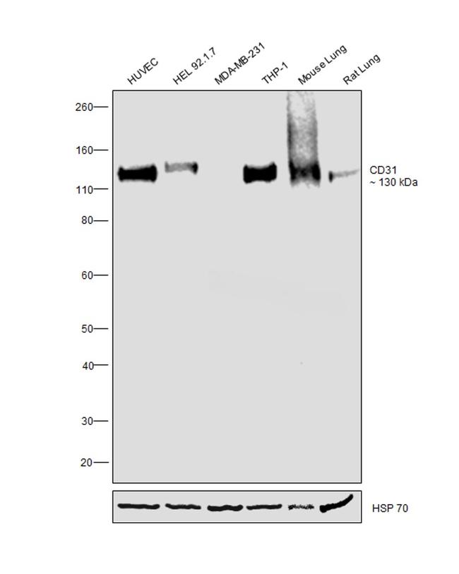 CD31 Antibody in Western Blot (WB)