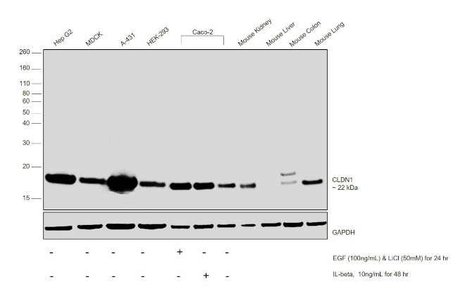 Claudin 1 Antibody