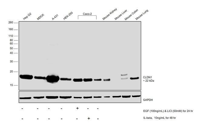 Claudin 1 Antibody in Western Blot (WB)