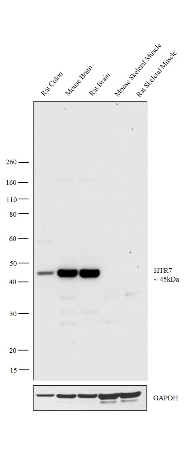 HTR7 Antibody