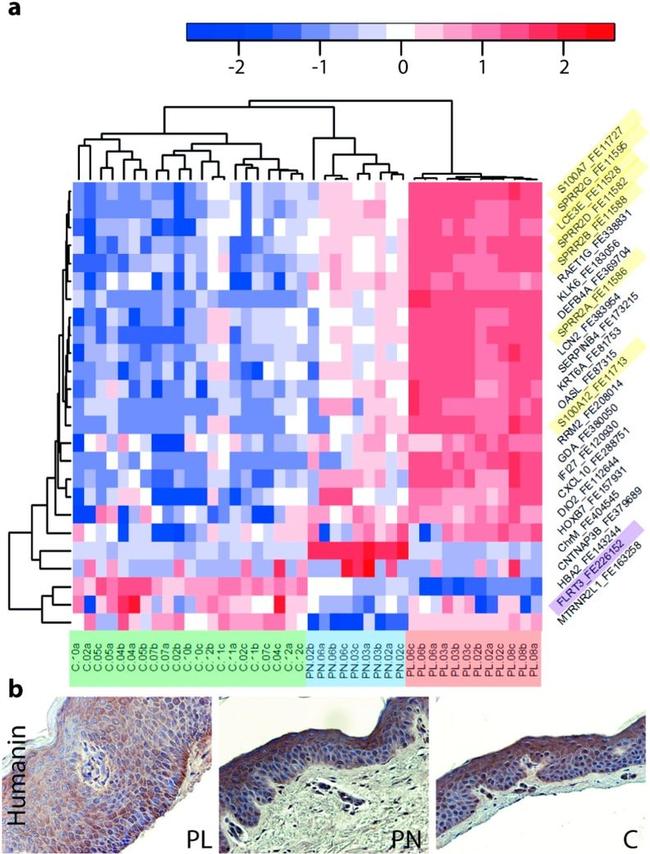 Humanin Antibody in Immunohistochemistry (Paraffin) (IHC (P))