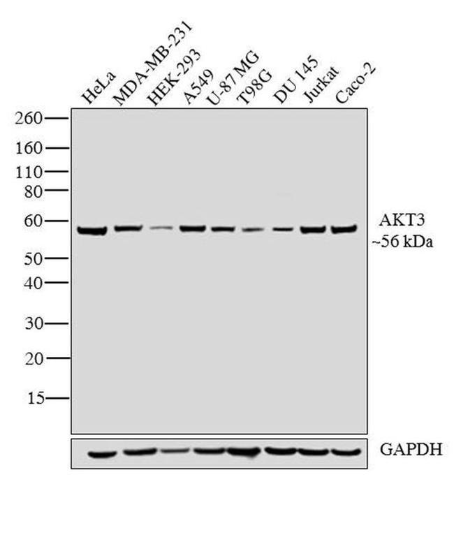 AKT3 Antibody in Western Blot (WB)