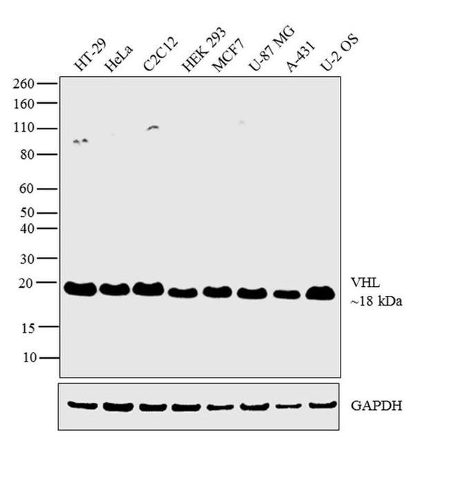 VHL Antibody in Western Blot (WB)