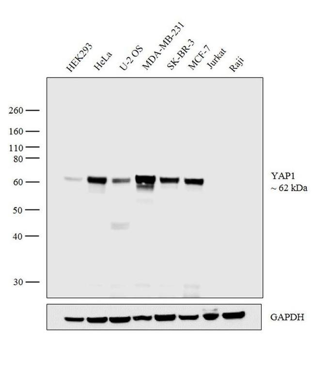 YAP1 Polyclonal Antibody (PA1-46189)
