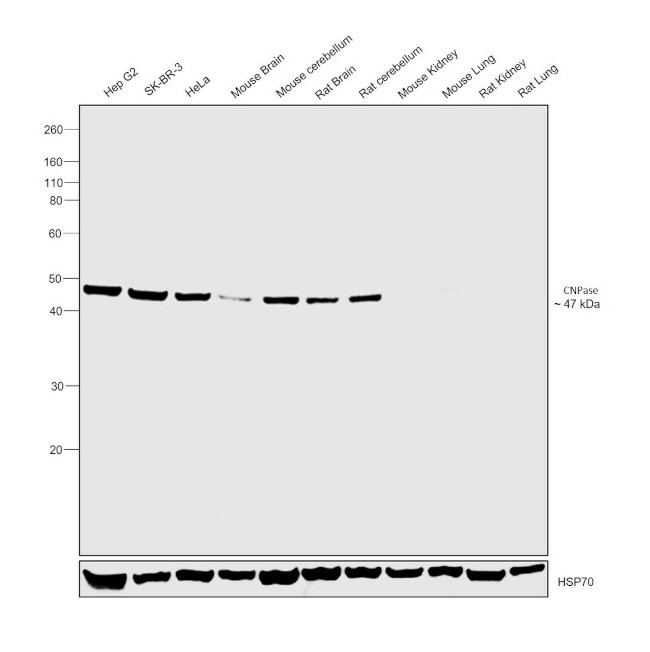 CNPase Antibody