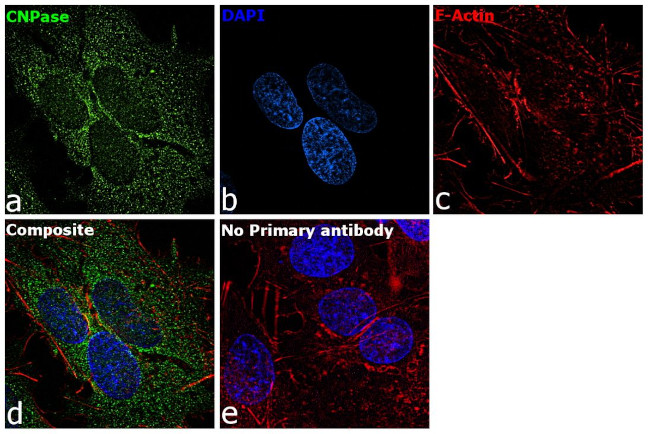 CNPase Antibody in Immunocytochemistry (ICC/IF)