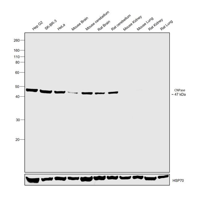 CNPase Antibody in Western Blot (WB)