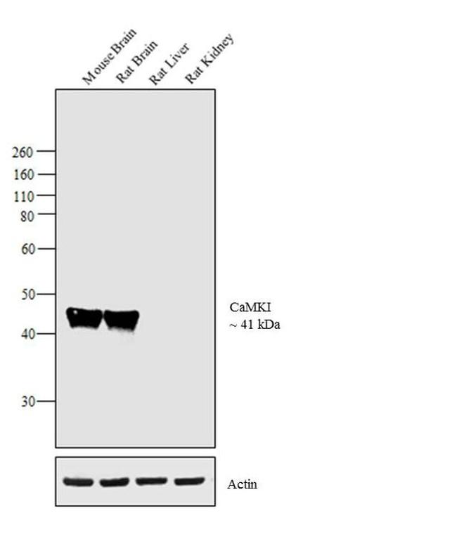 CaMKI Antibody in Western Blot (WB)