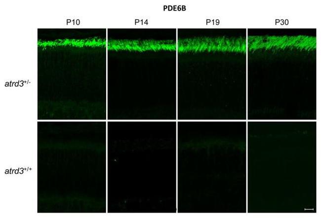 PDE6B Antibody in Immunohistochemistry (IHC)