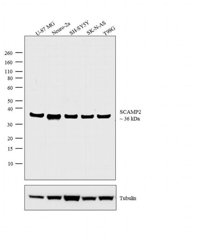 SCAMP2 Antibody in Western Blot (WB)