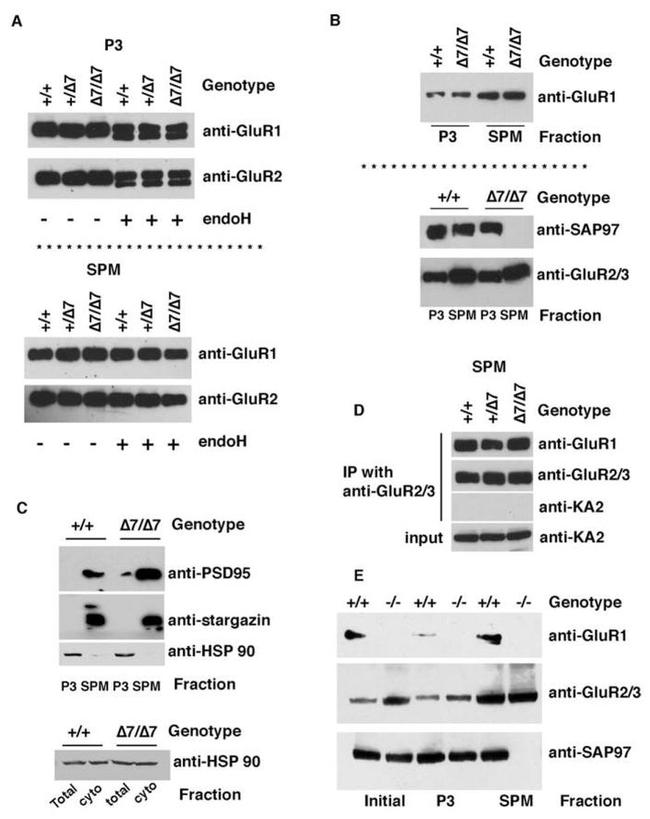 SAP97 Antibody in Western Blot (WB)