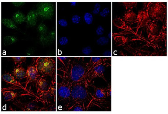 SAP97 Antibody in Immunocytochemistry (ICC/IF)