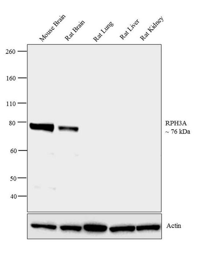 RPH3A Antibody in Western Blot (WB)