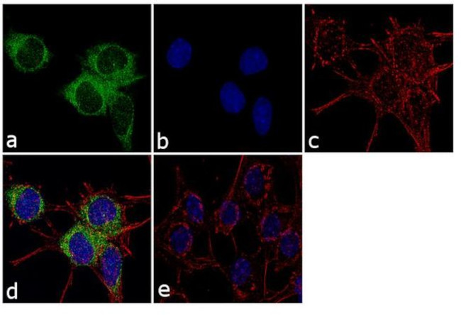 RPH3A Antibody in Immunocytochemistry (ICC/IF)