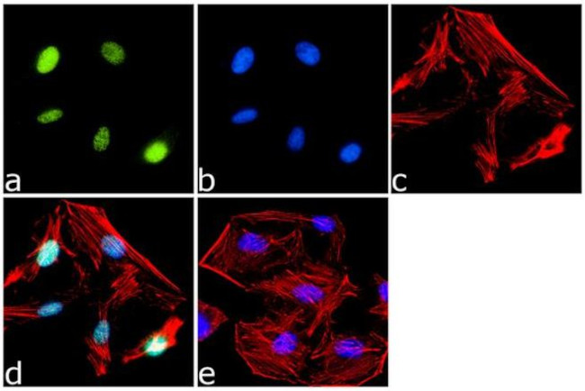 PPAR delta Antibody in Immunocytochemistry (ICC/IF)