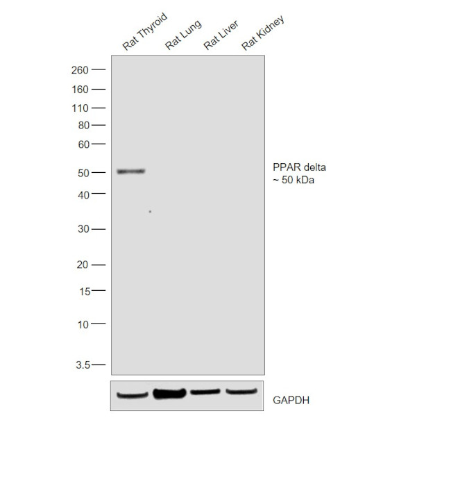 PPAR delta Antibody