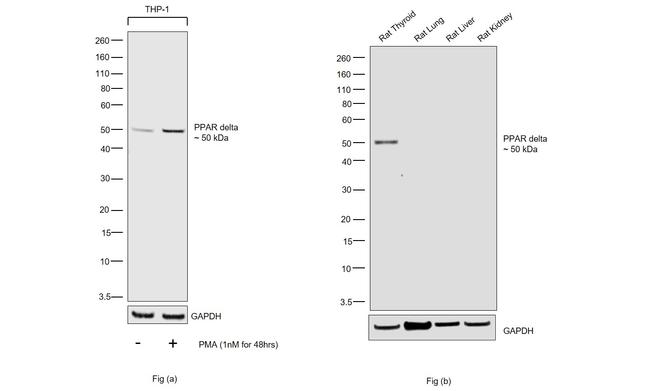 PPAR delta Antibody in Western Blot (WB)