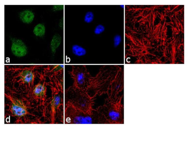 JunD Antibody in Immunocytochemistry (ICC/IF)