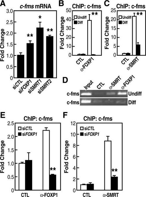 NCoR2 Antibody in ChIP Assay (ChIP)