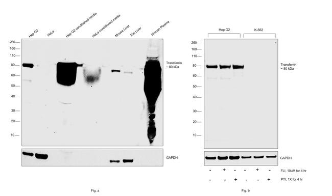 Transferrin Antibody in Western Blot (WB)