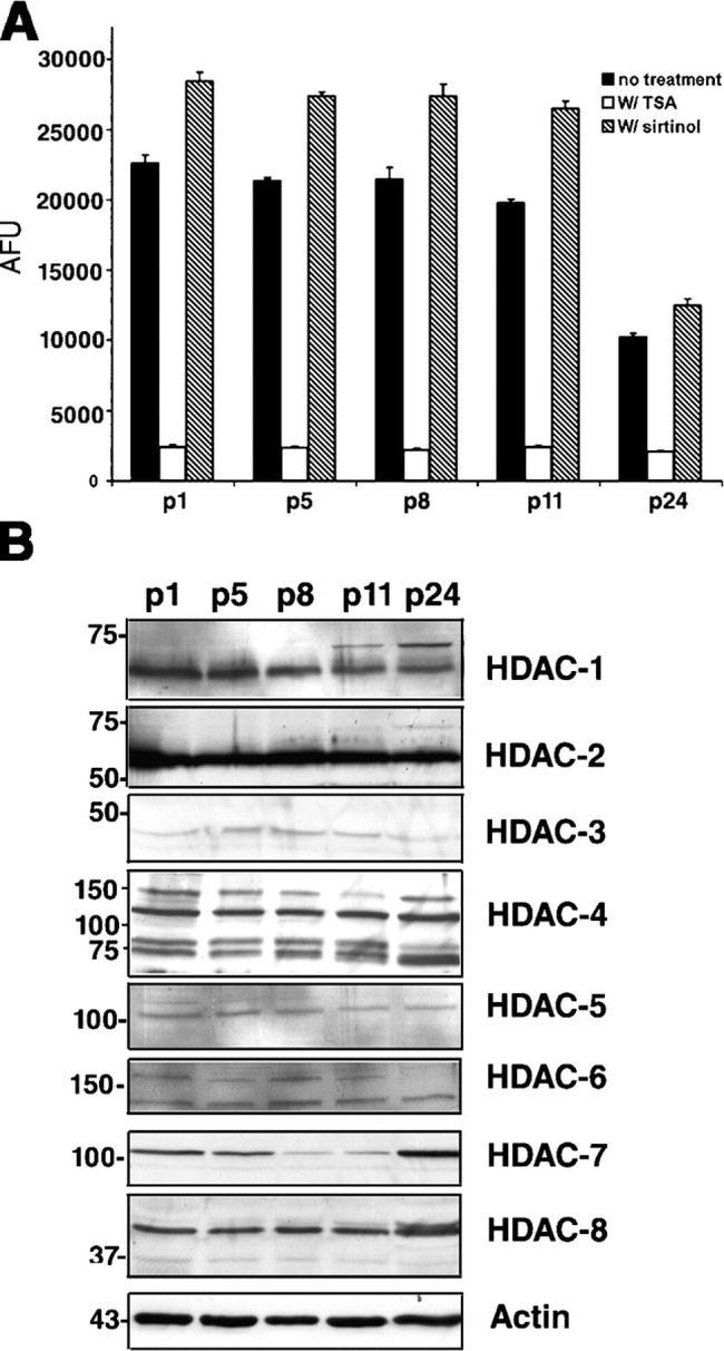 HDAC1 Antibody in Western Blot (WB)