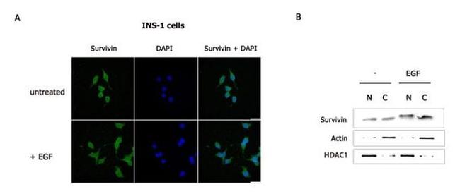 HDAC1 Antibody in Western Blot (WB)