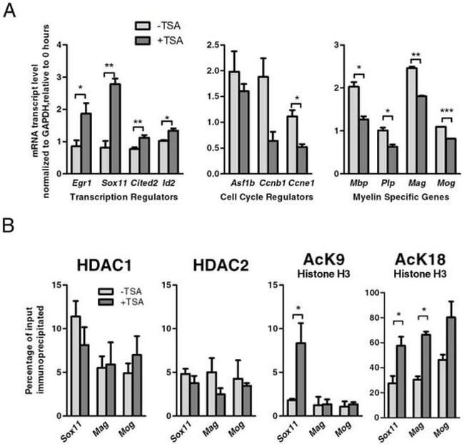 HDAC1 Antibody in ChIP Assay (ChIP)