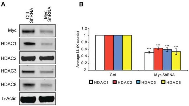 HDAC1 Antibody in Western Blot (WB)