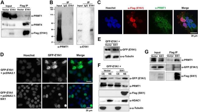 HDAC1 Antibody in Western Blot (WB)