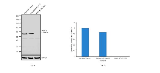 HDAC1 Antibody in Western Blot (WB)