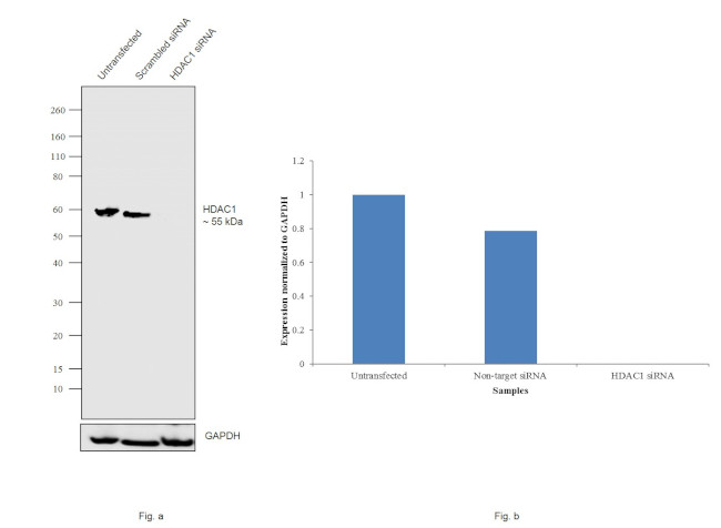 HDAC1 Antibody