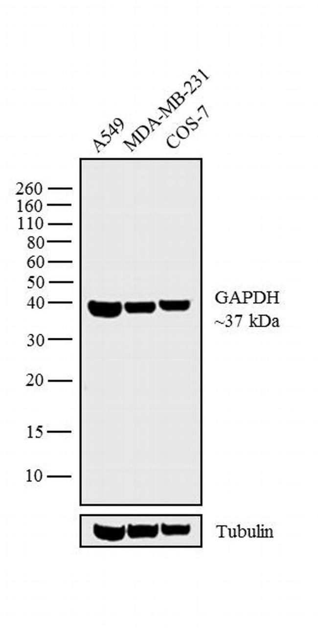 GAPDH Antibody in Western Blot (WB)