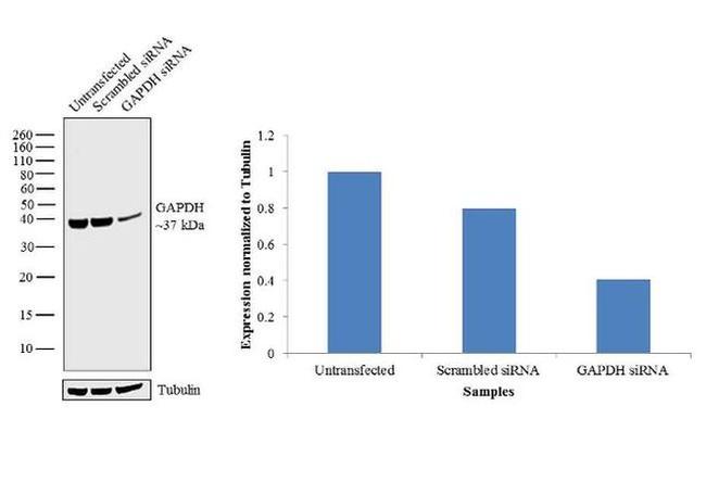 GAPDH Antibody in Western Blot (WB)