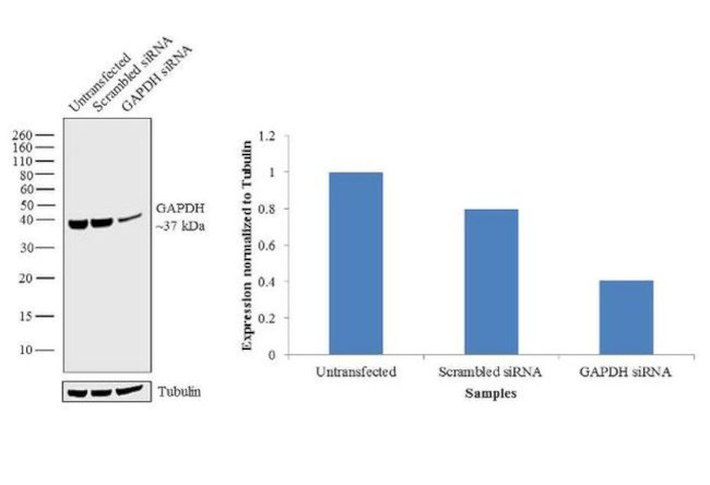 GAPDH Antibody