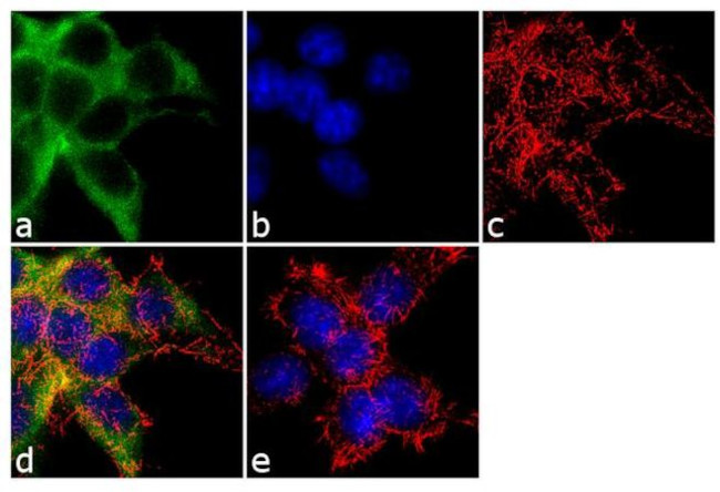 alpha-ENaC Antibody in Immunocytochemistry (ICC/IF)