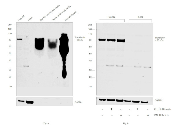 Transferrin Antibody