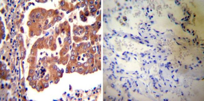 eNOS Antibody in Immunohistochemistry (Paraffin) (IHC (P))