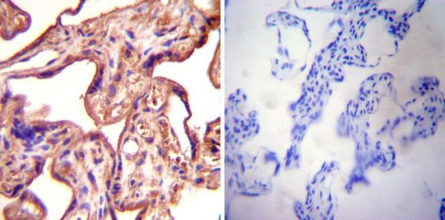 eNOS Antibody in Immunohistochemistry (Paraffin) (IHC (P))