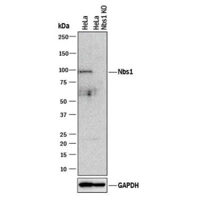 NBS1 Antibody in Western Blot (WB)