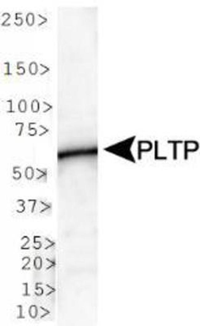 PLTP Antibody in Western Blot (WB)