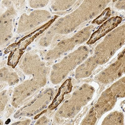 PDZD3 Antibody in Immunohistochemistry (Paraffin) (IHC (P))