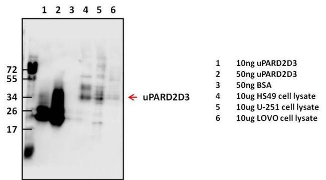 uPAR Antibody in Western Blot (WB)