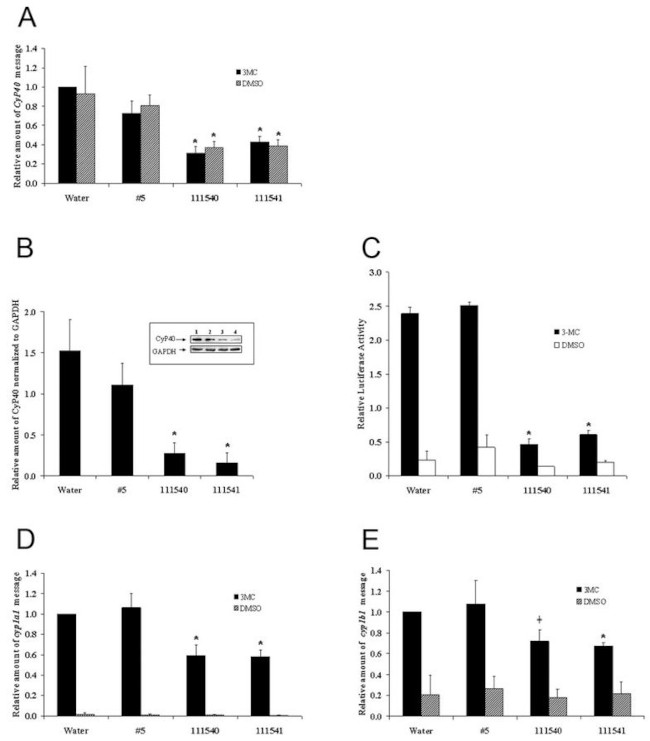 Cyclophilin 40 Antibody in Western Blot (WB)