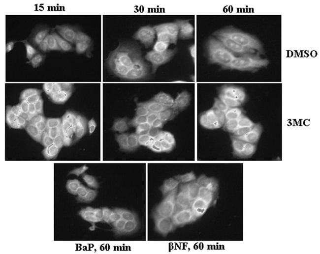 Cyclophilin 40 Antibody in Immunocytochemistry (ICC/IF)