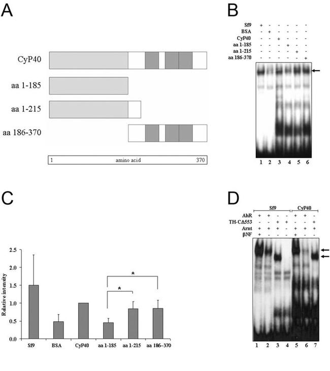 Cyclophilin 40 Antibody in Gel Shift (GS)