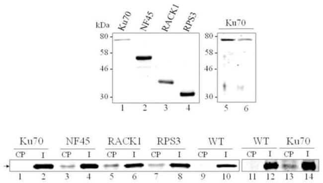 Cyclophilin 40 Antibody in Western Blot (WB)