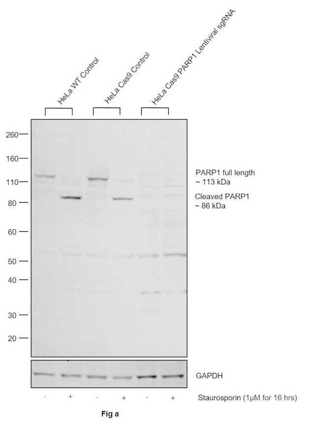 PARP1 Antibody