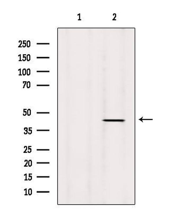 SPOP Antibody in Western Blot (WB)